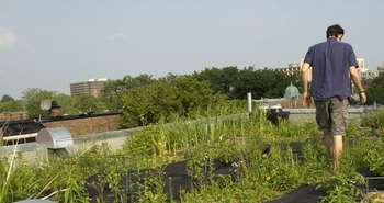 Avantages et désavantages d'un toit vert, toit végétal