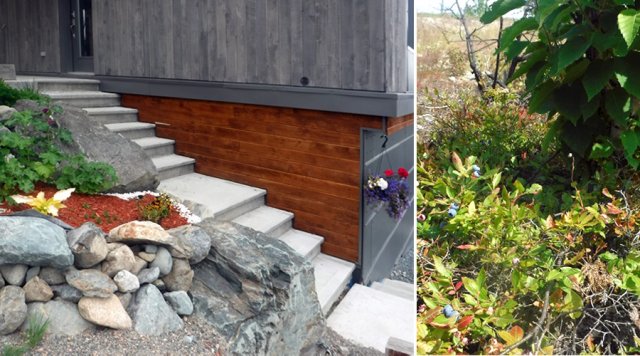 Aménagement paysager: plantes indigènes et drainage