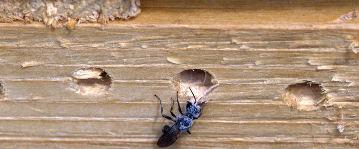 Comment se débarrasser de fourmis et rongeurs - Écohabitation