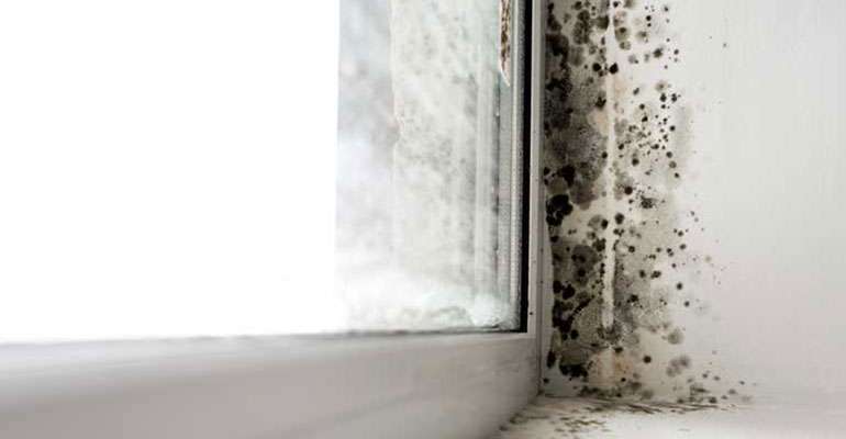 Moisissure sur l'encadrement d'une fenêtre bois : 5 solutions