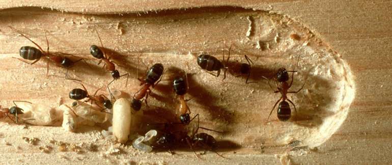 Les guêpes, les abeilles, les fourmis et les termites ont réussi