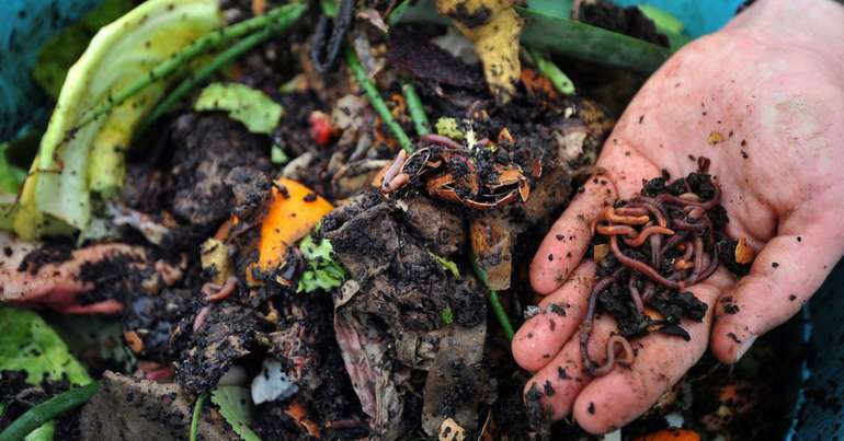 Où trouver des vers de fumier pour le compost ? 6 idées